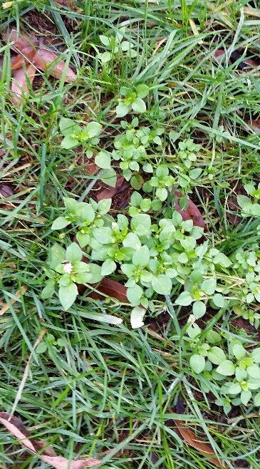 chickweed early winter