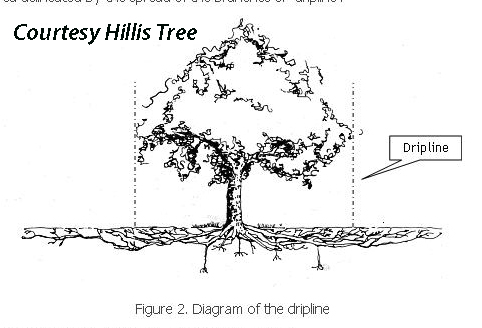 tree drip zone Hillis diagram_edited-1