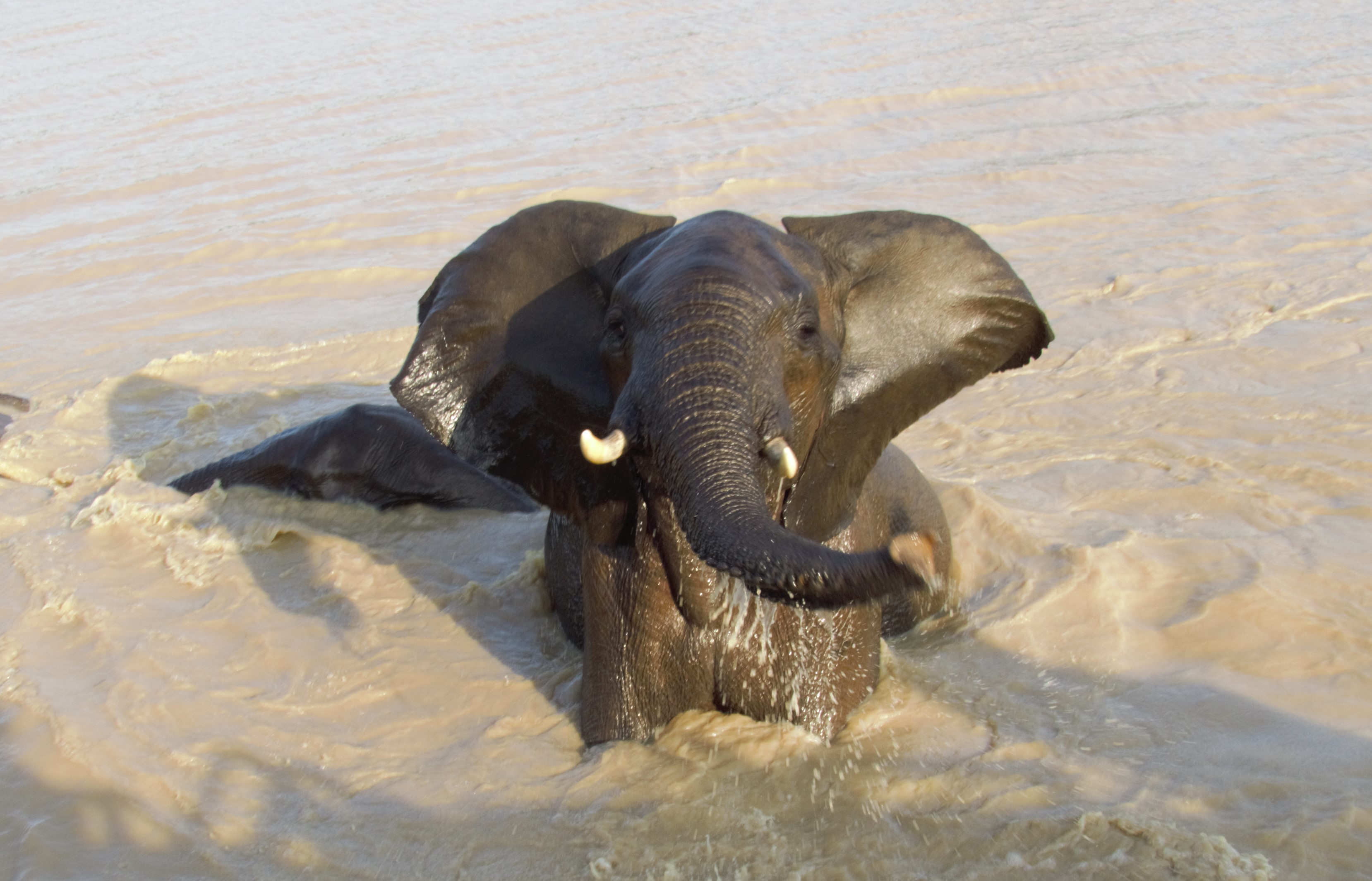 Elephant-ears_0018