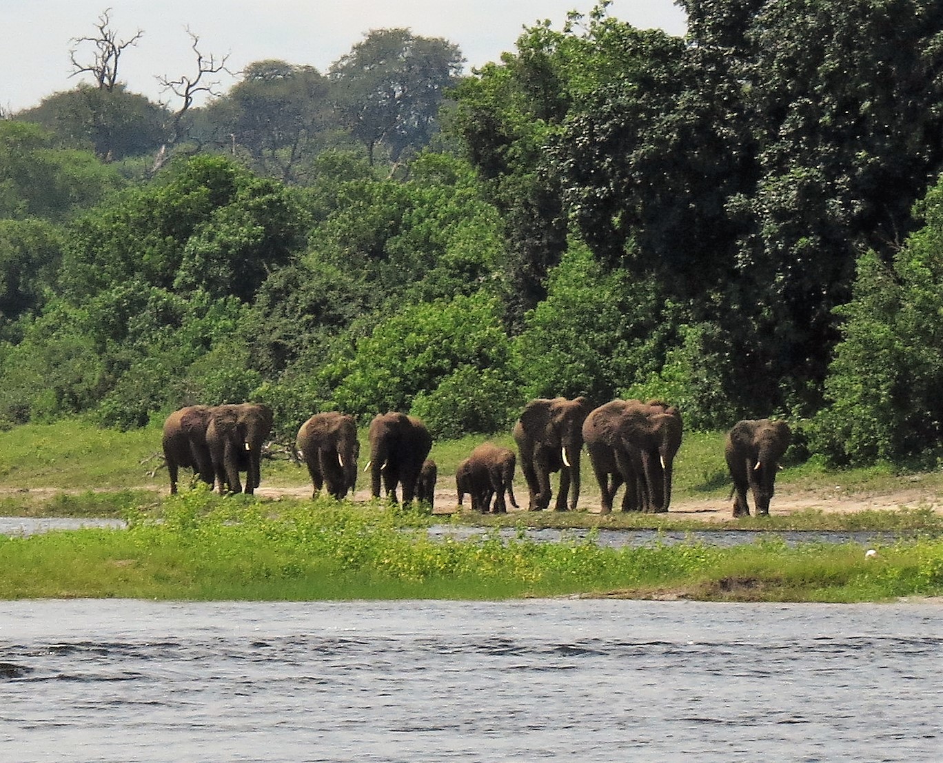 Elephants on the move advancing_0106