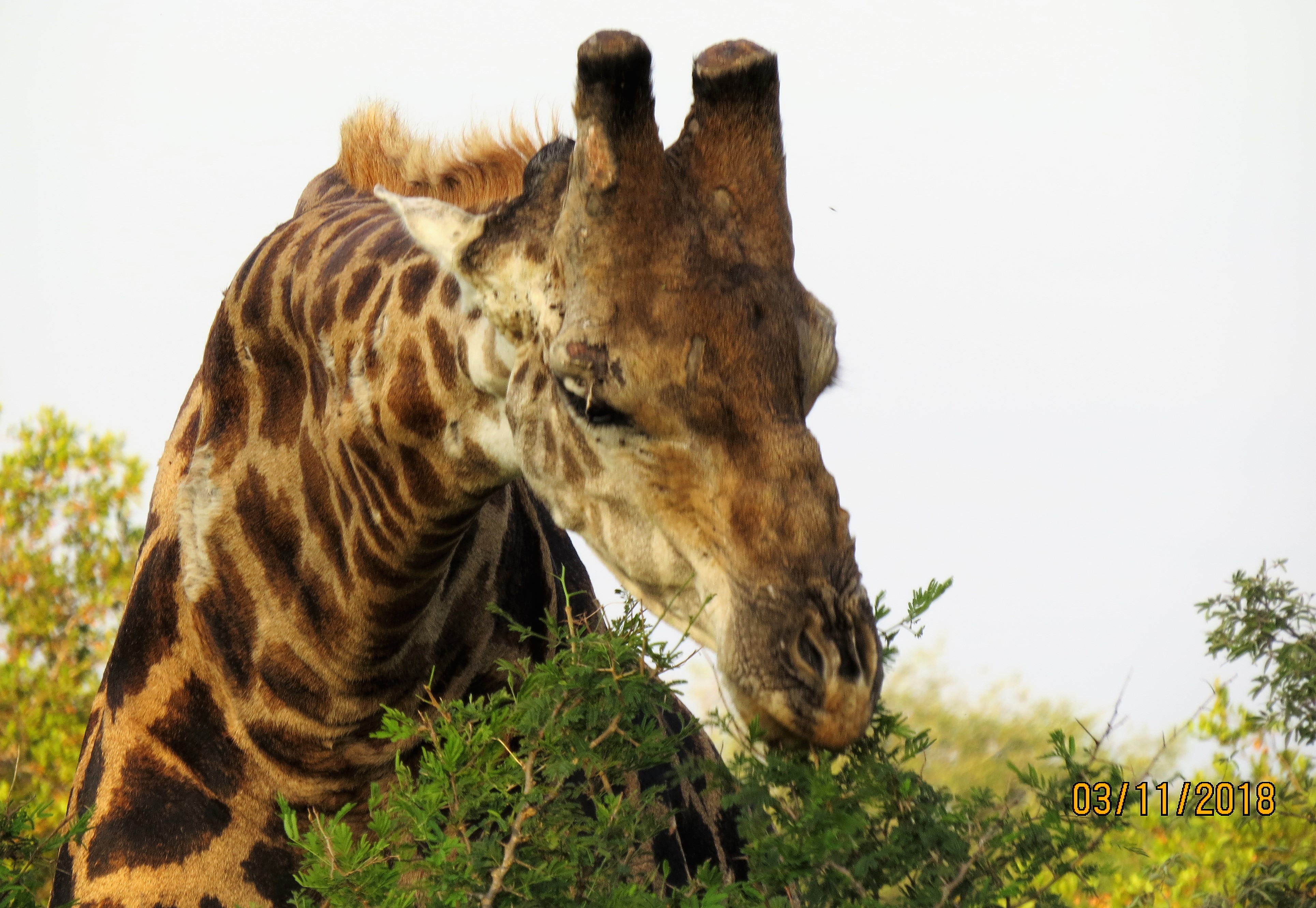 Giraffe feeding_0164 Giraffe feeding_0164
