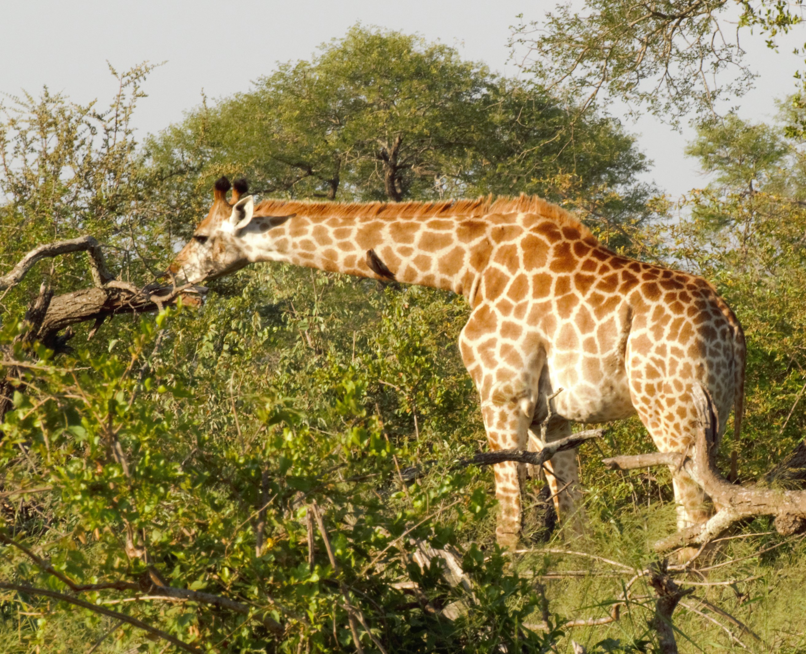 Giraffe feeding on Acacia_0104 Giraffe feeding on Acacia_0104