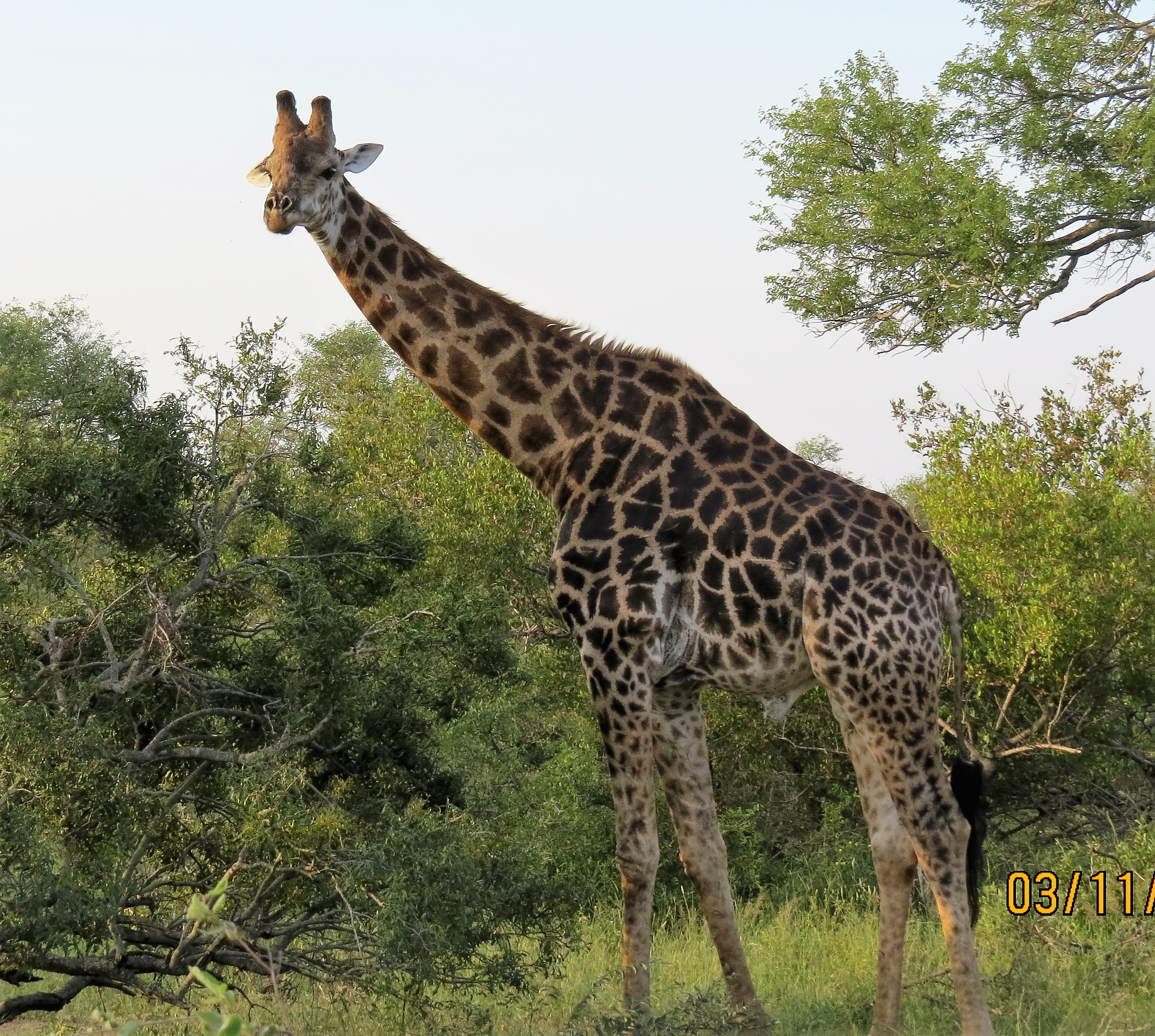 Giraffe full view_0173 Giraffe full view_0173