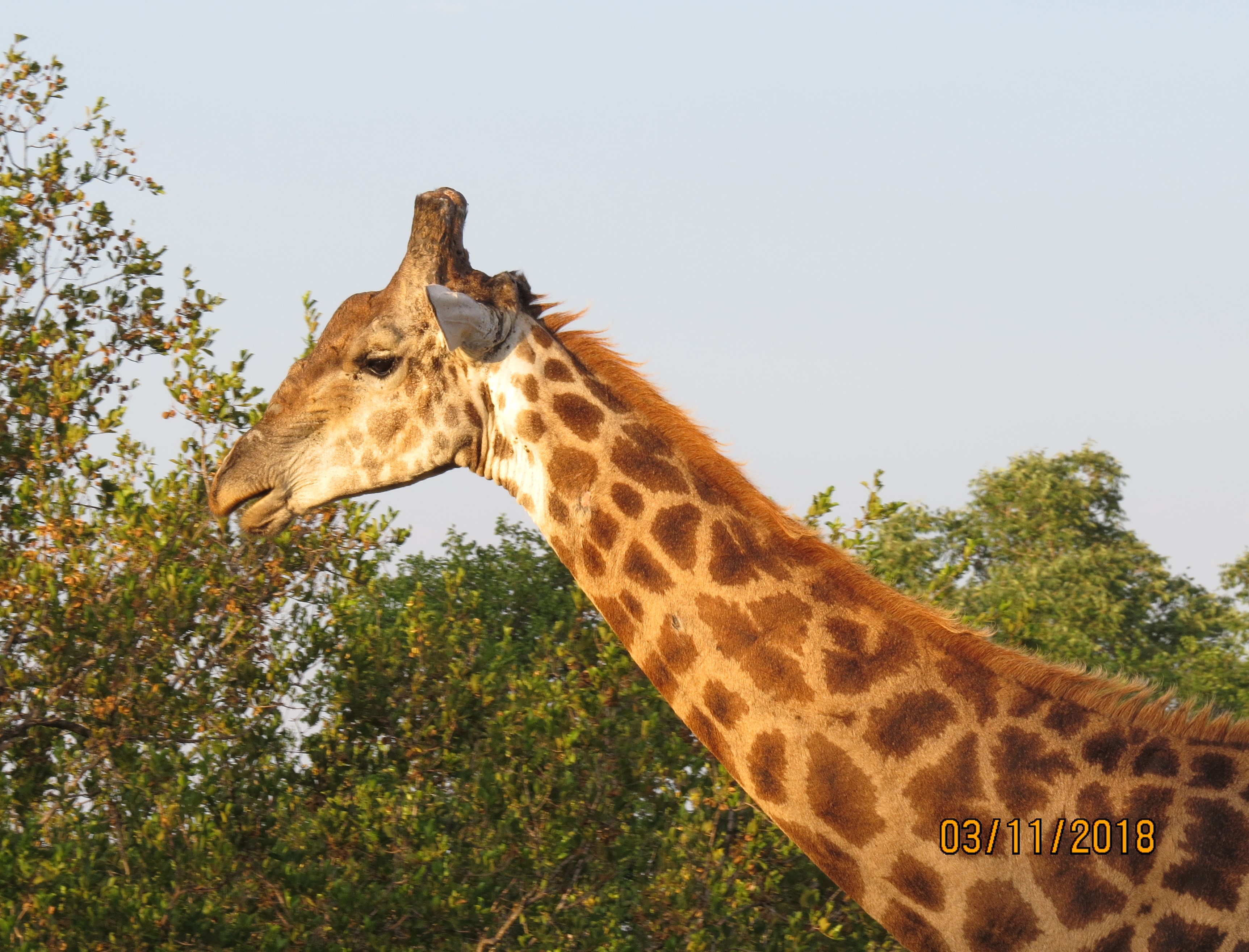 Giraffe neck_0166 Giraffe neck_0166