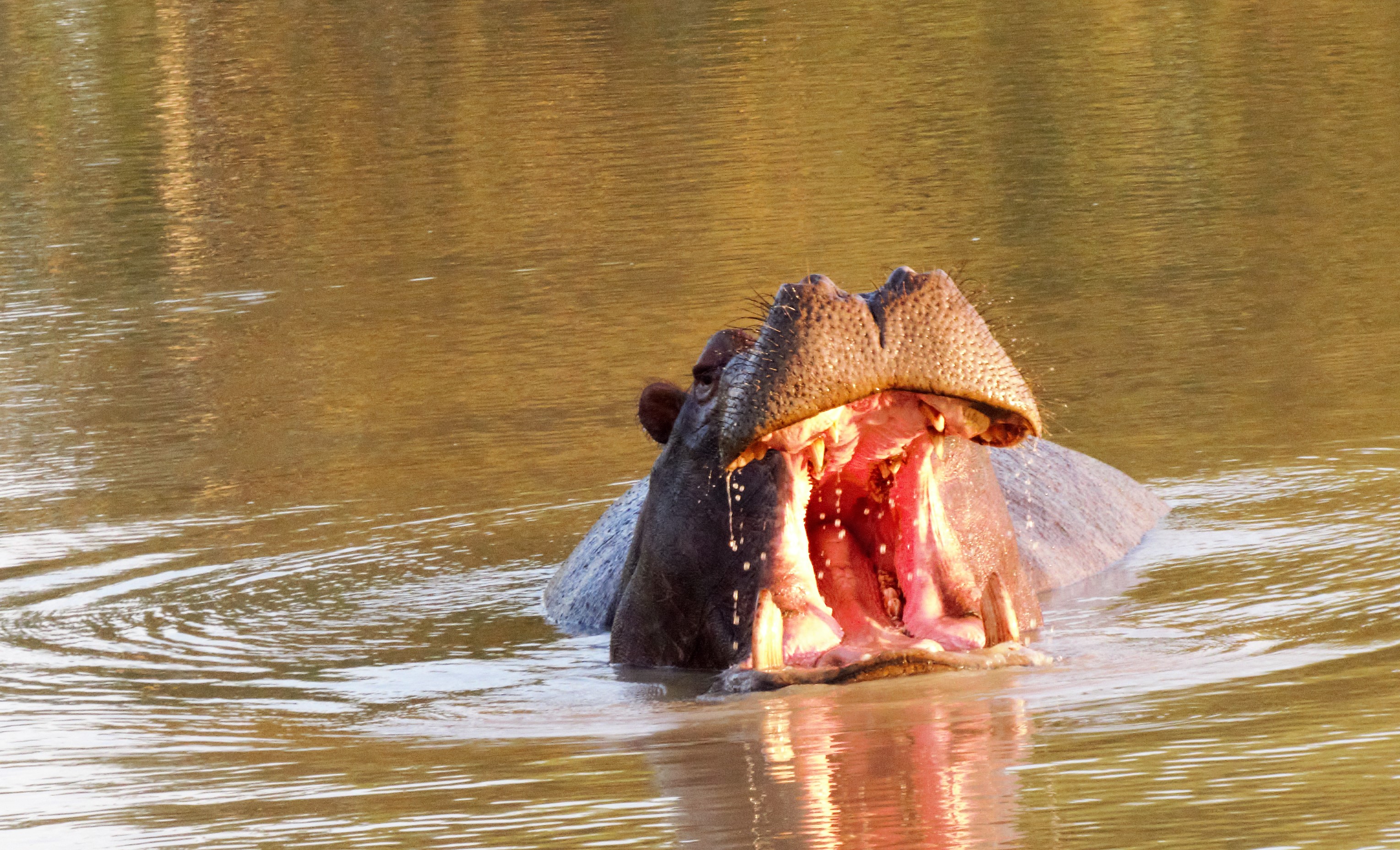Hippo 1_0189 Hippo 1_0189