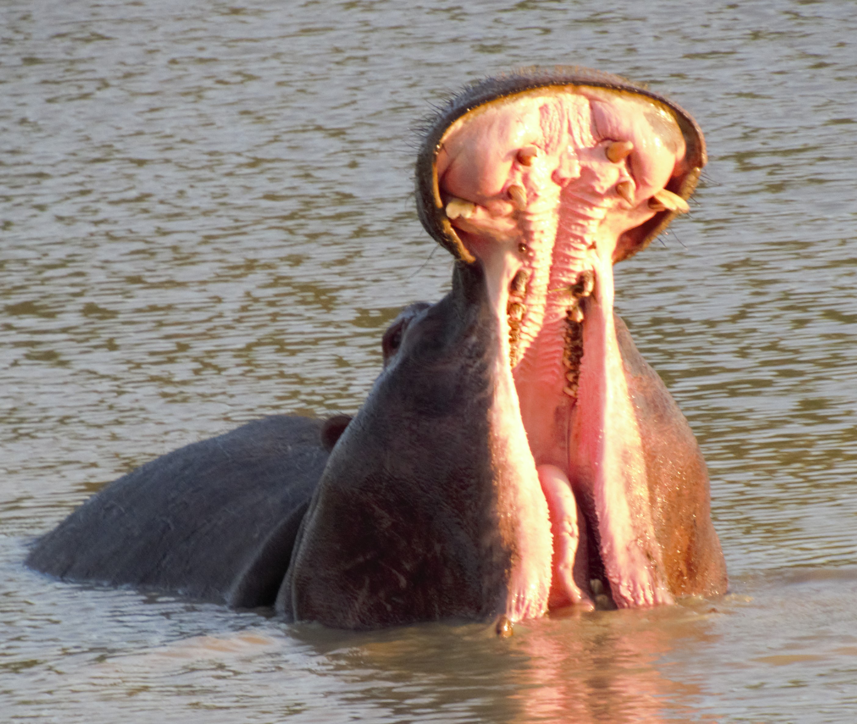Hippo 3_wide open_0193 Hippo 3_wide open_0193