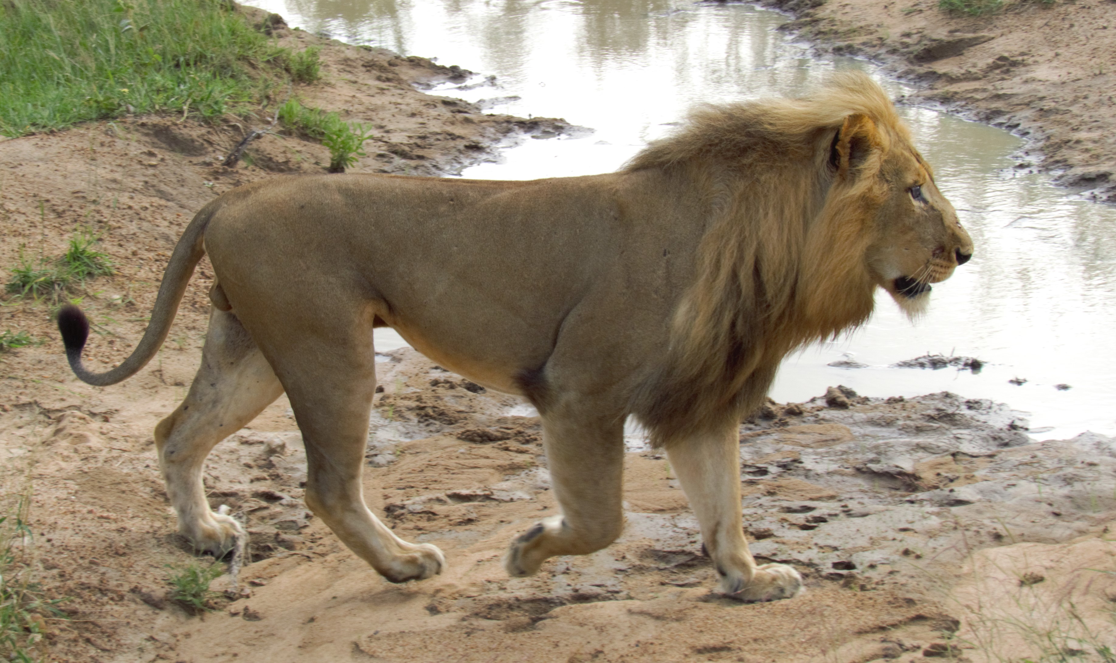 Lion male xyz_0053 Lion male xyz_0053