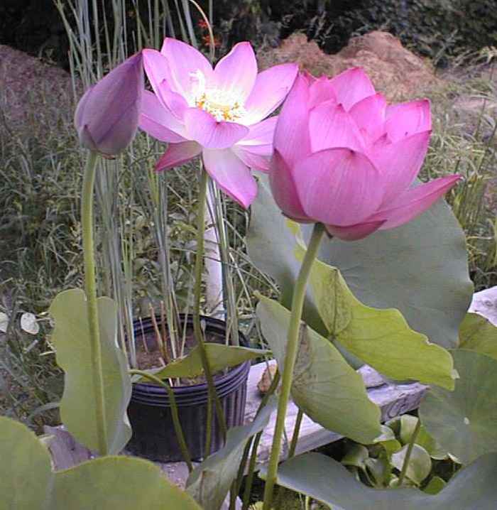 Resized_Lotus_sunflower_09