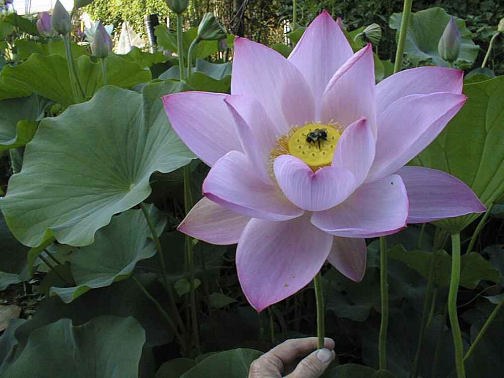 Resized_lotus011
