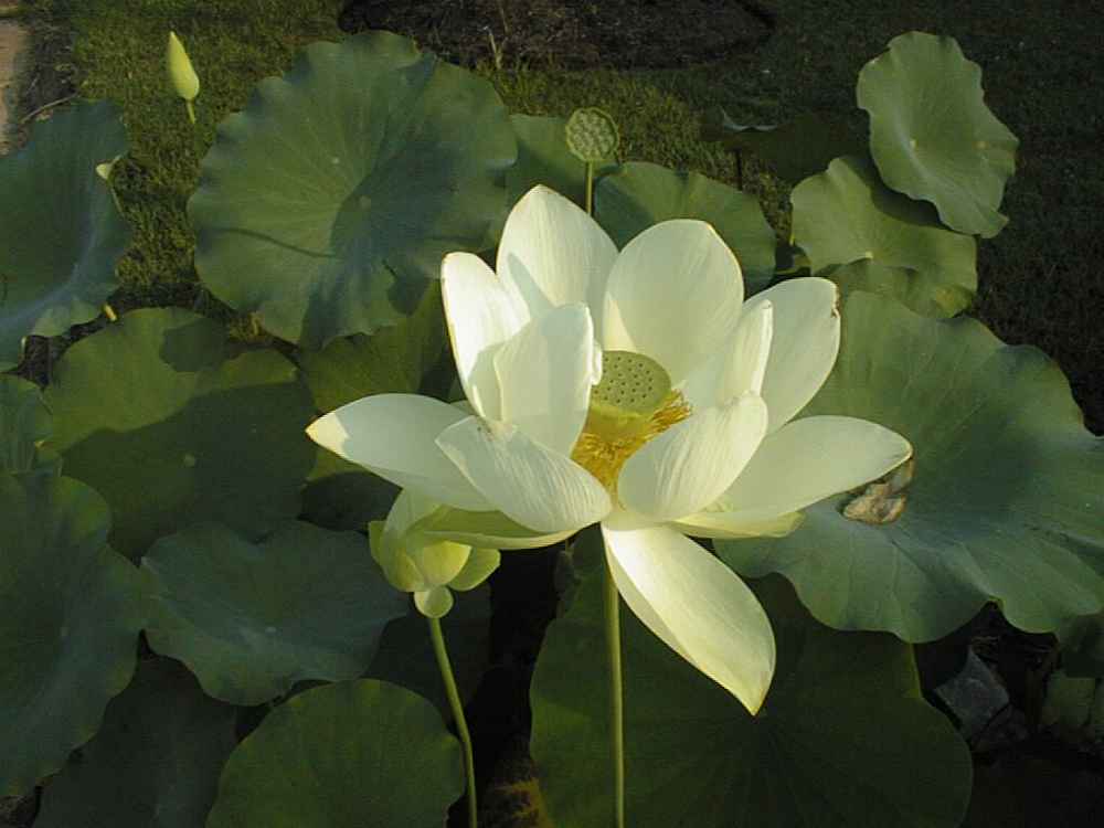 Resized_lotus_2005_07