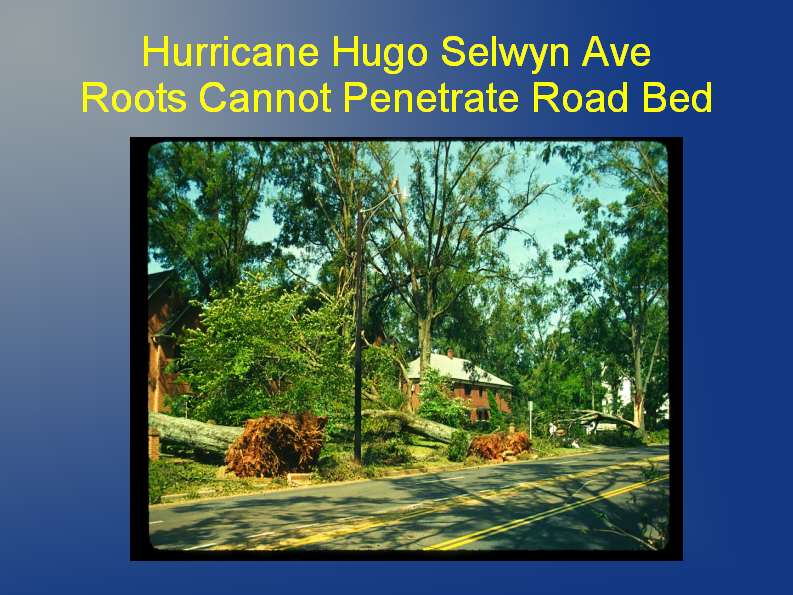 Selwyn Avenue hugu Selwyn Avenue hugu