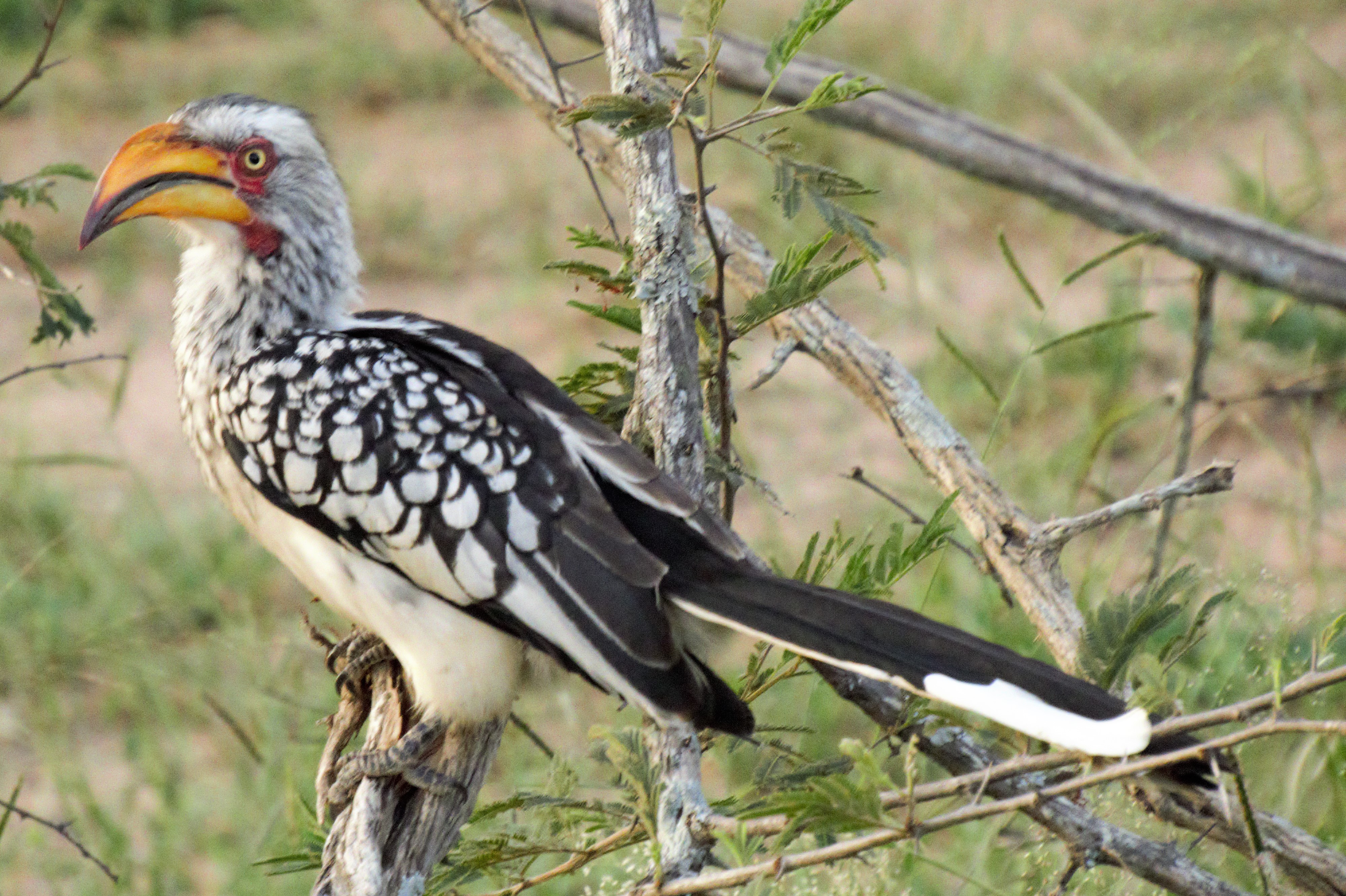 Yellow Billed Hornbill_0198 Yellow Billed Hornbill_0198