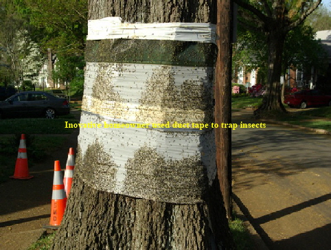 cw_trap_lilac_2629_web cw_trap_lilac_2629_web
