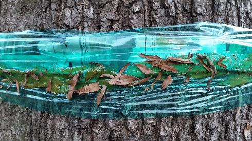 leaves on cw trap 2015