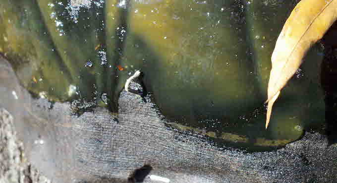spring-cankerworm_3 spring-cankerworm_3