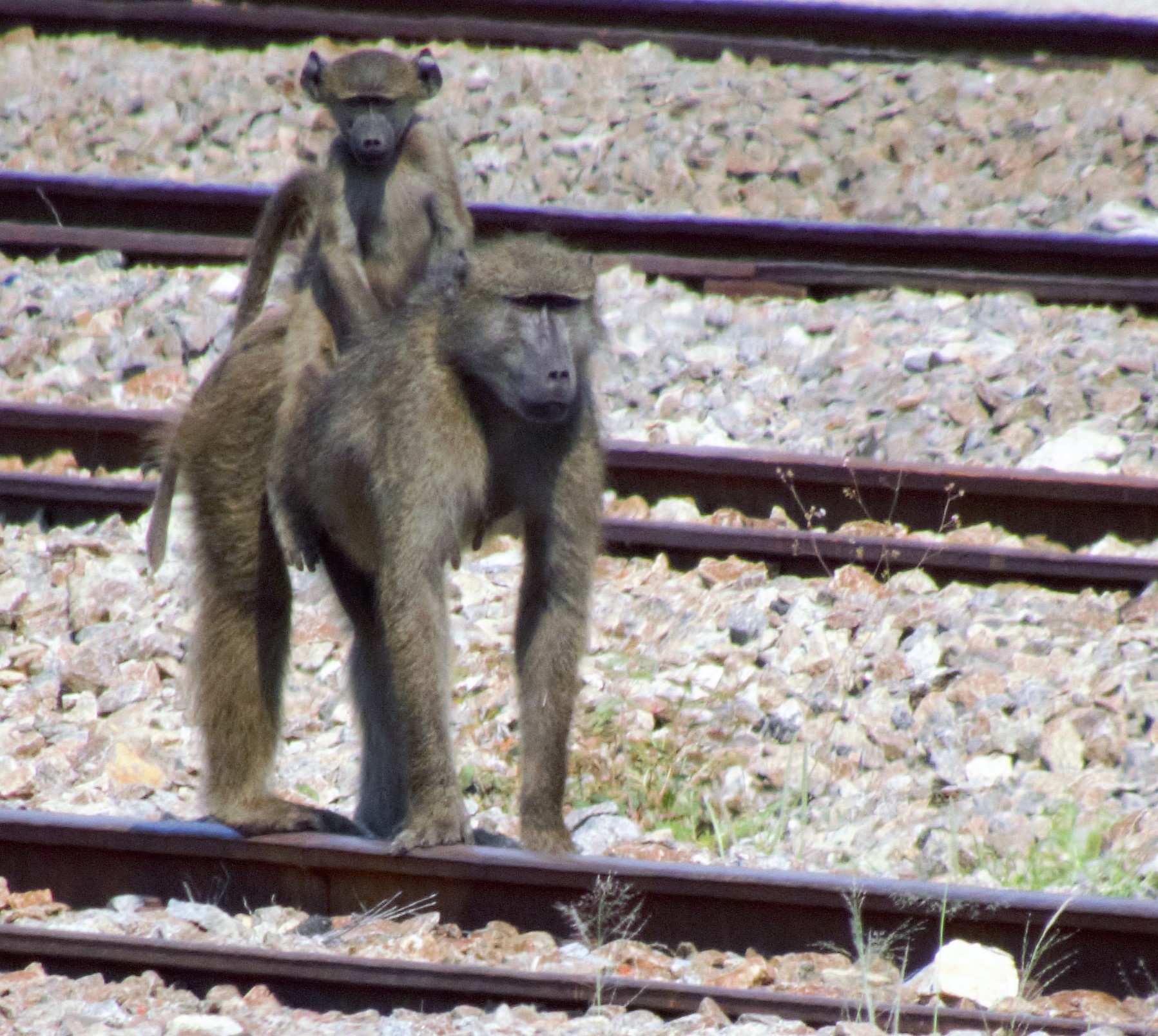 baboon and pup_0018 baboon and pup_0018