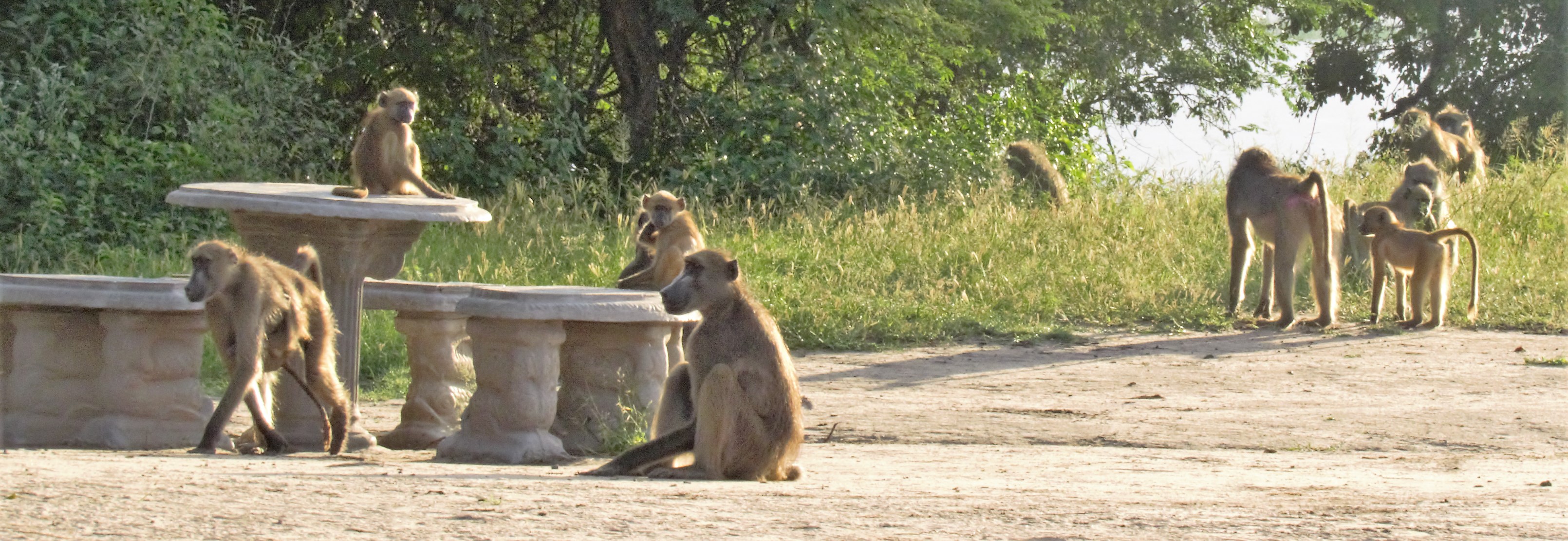 baboons 01 ea 52 baboons 01 ea 52