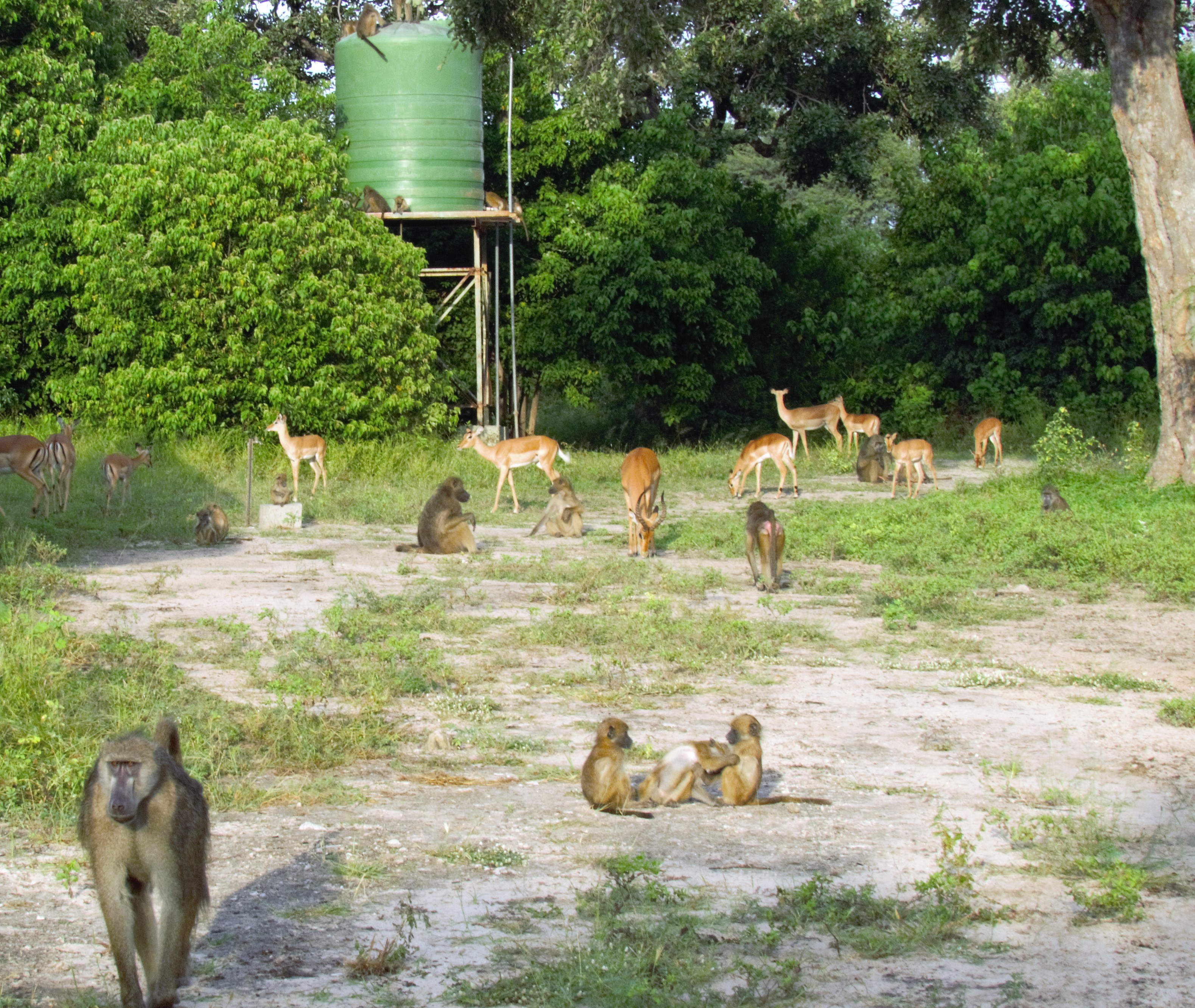 baboons water tank 59 baboons water tank 59