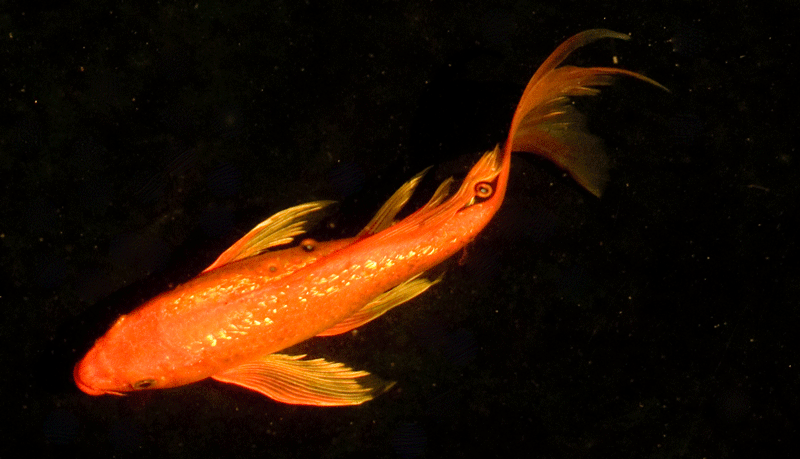 bf_orange_0138_edited-1