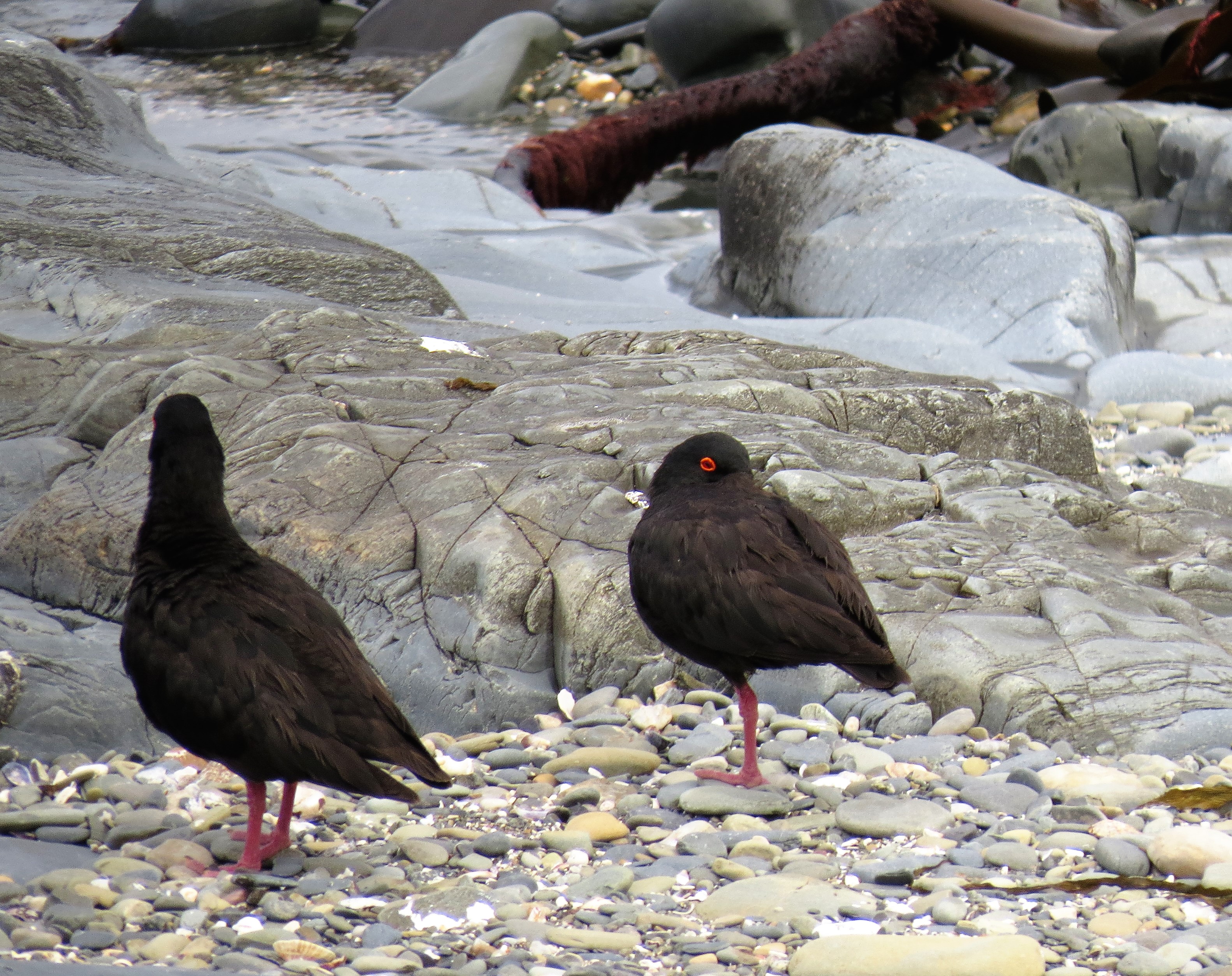 birds on Robbin Island_0011 birds on Robbin Island_0011