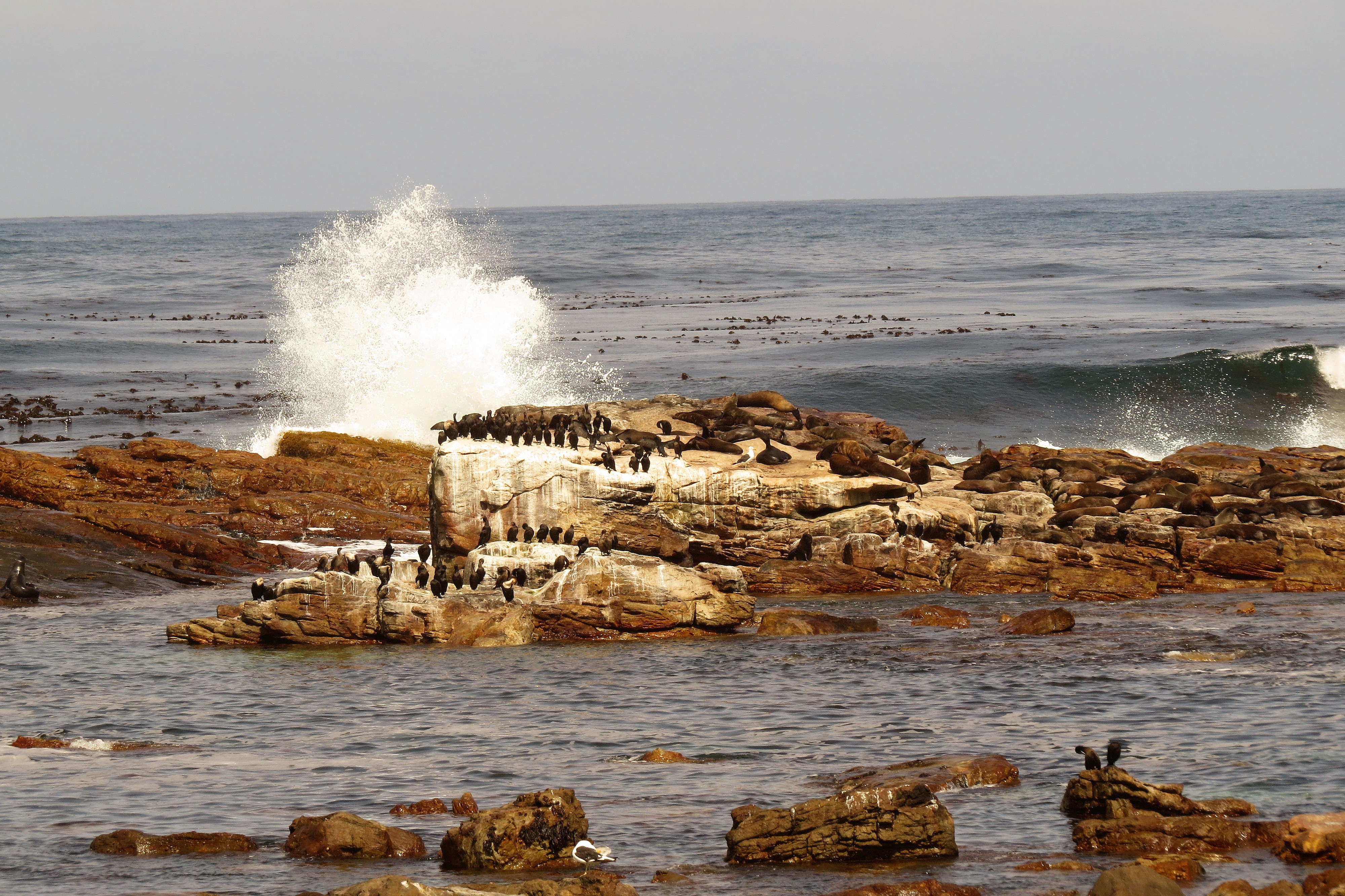 cape birds on rocks -1_0015 cape birds on rocks -1_0015
