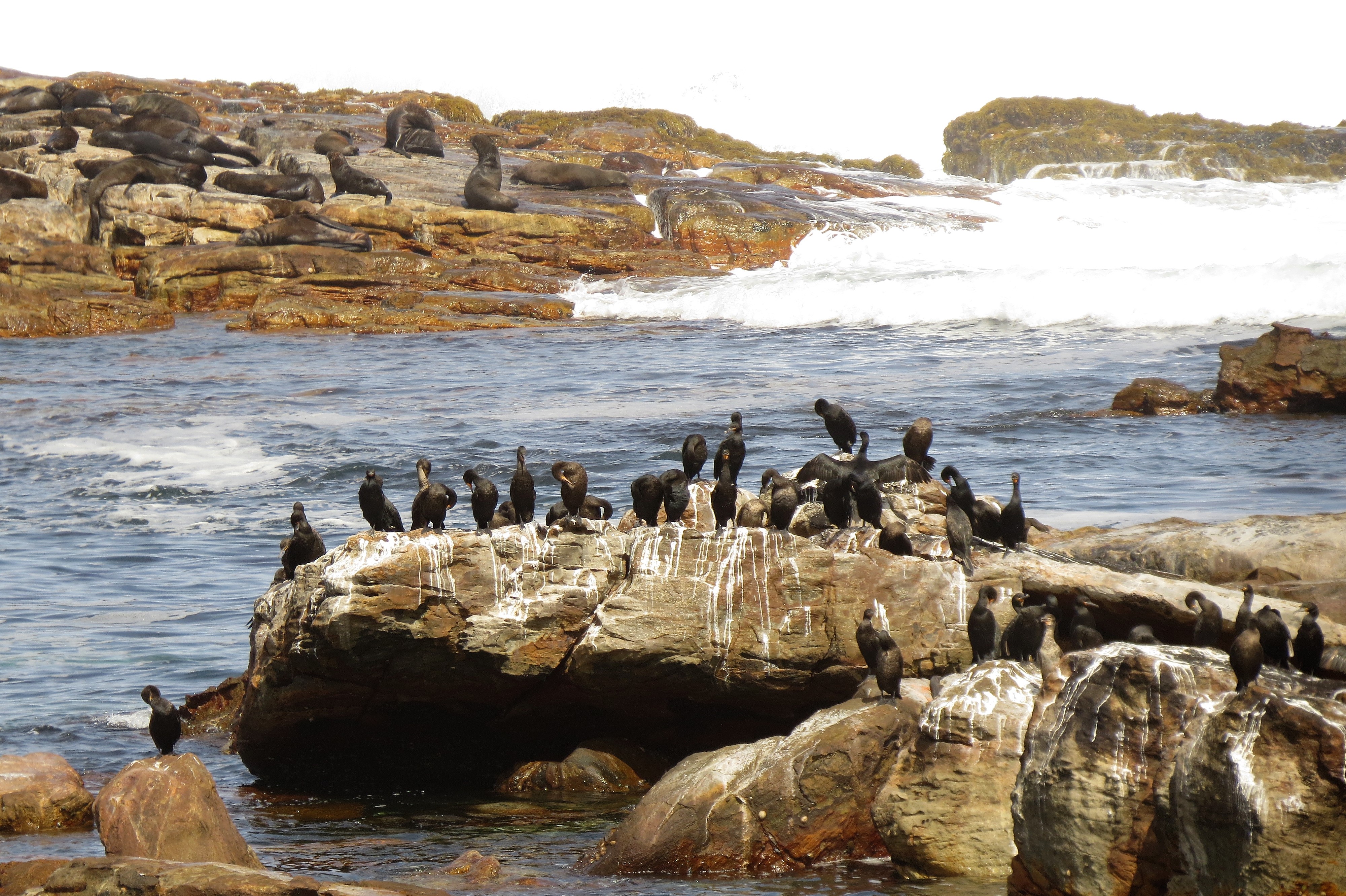 cape birds on rocks 2_0016 cape birds on rocks 2_0016