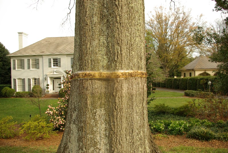 cw_bigtree_smtrap_5455 cw_bigtree_smtrap_5455