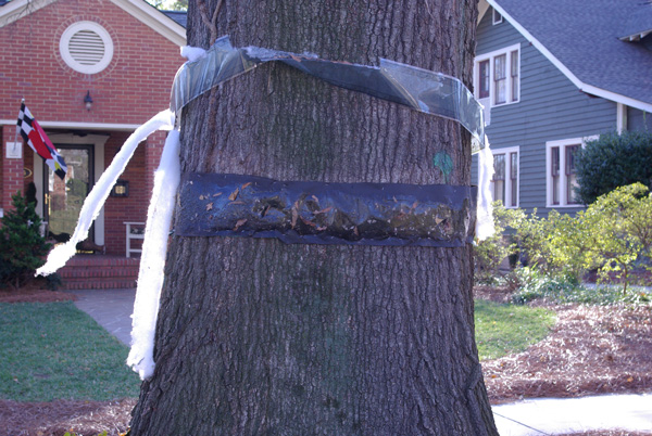 cwbug_bar_squirrel_5410 cwbug_bar_squirrel_5410