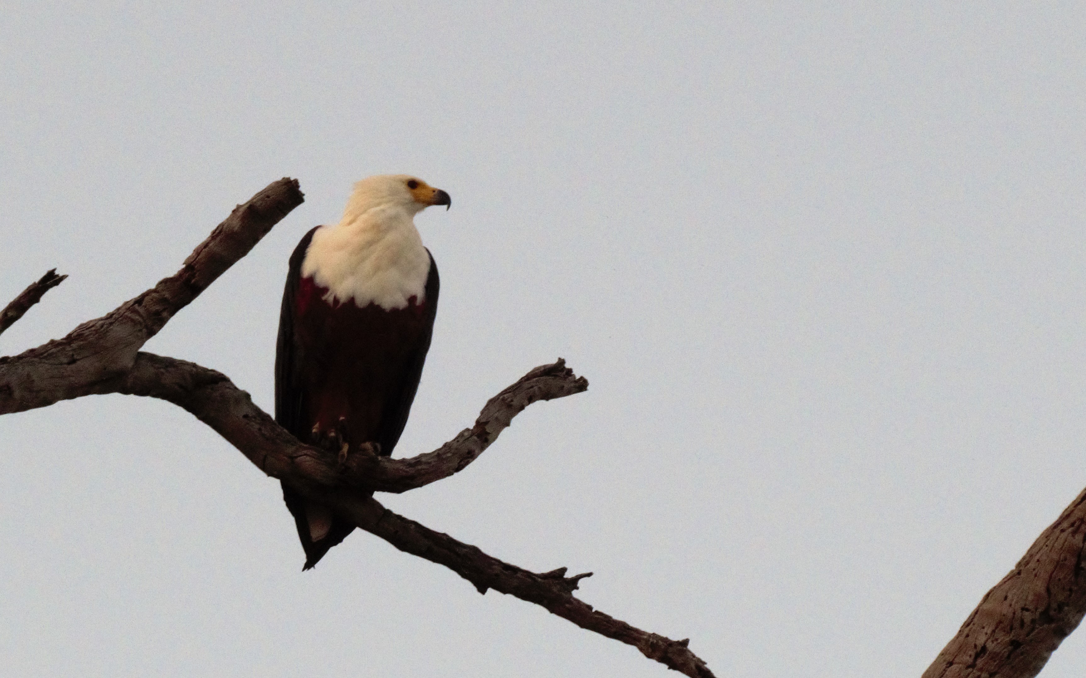 eagle white head_0385 eagle white head_0385