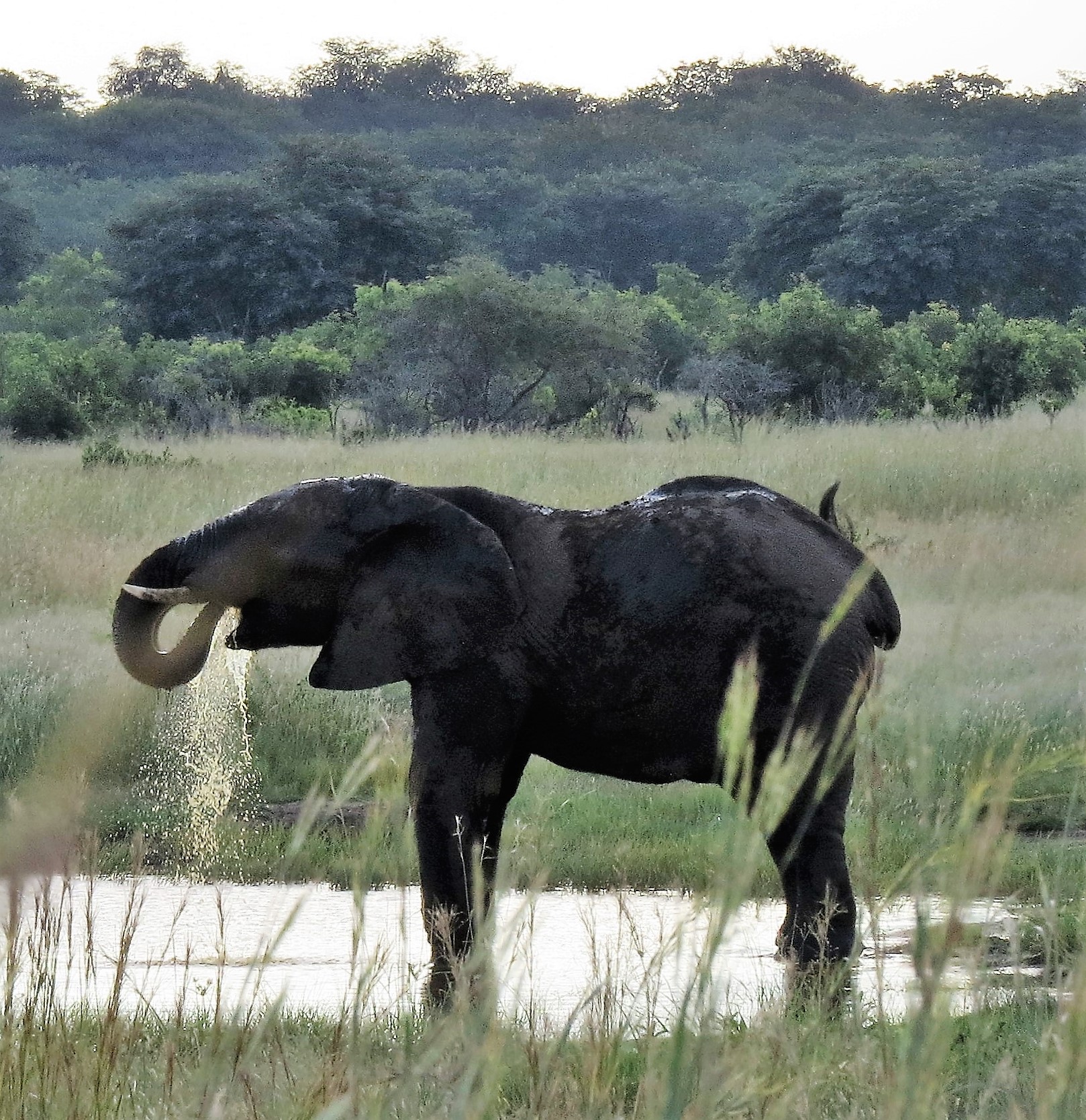 elephant drinking_0280 elephant drinking_0280