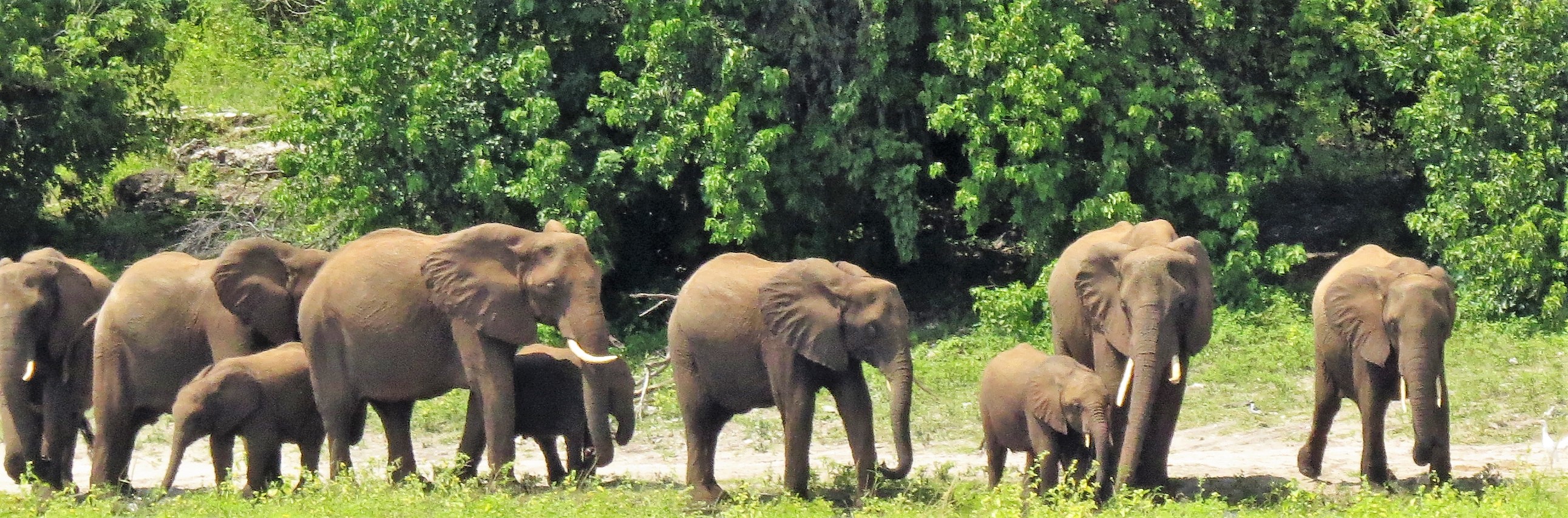elephants closer still_0114