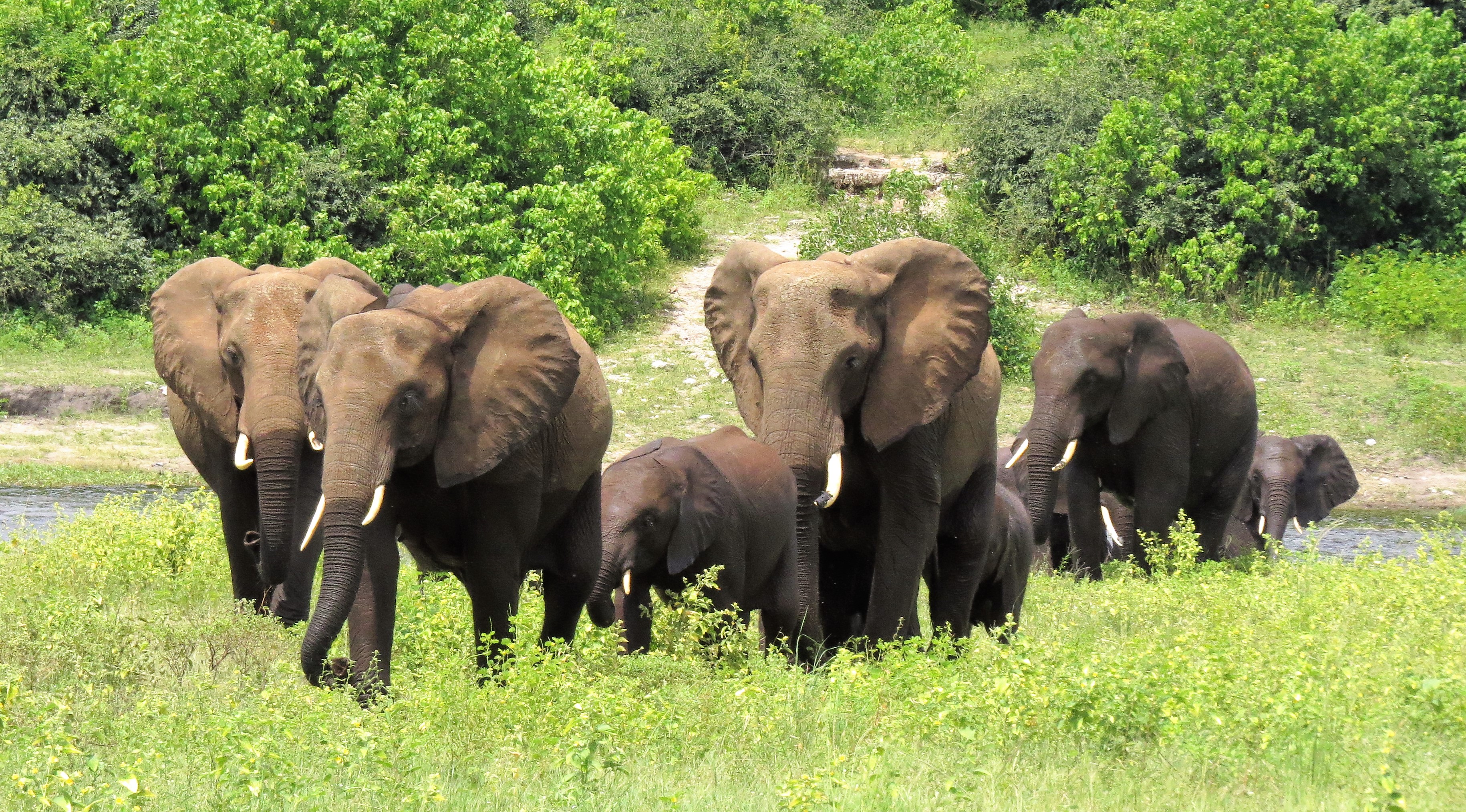 elephants two toned_0142
