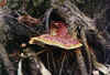 ganoderma_lucidum_NCSU_small1