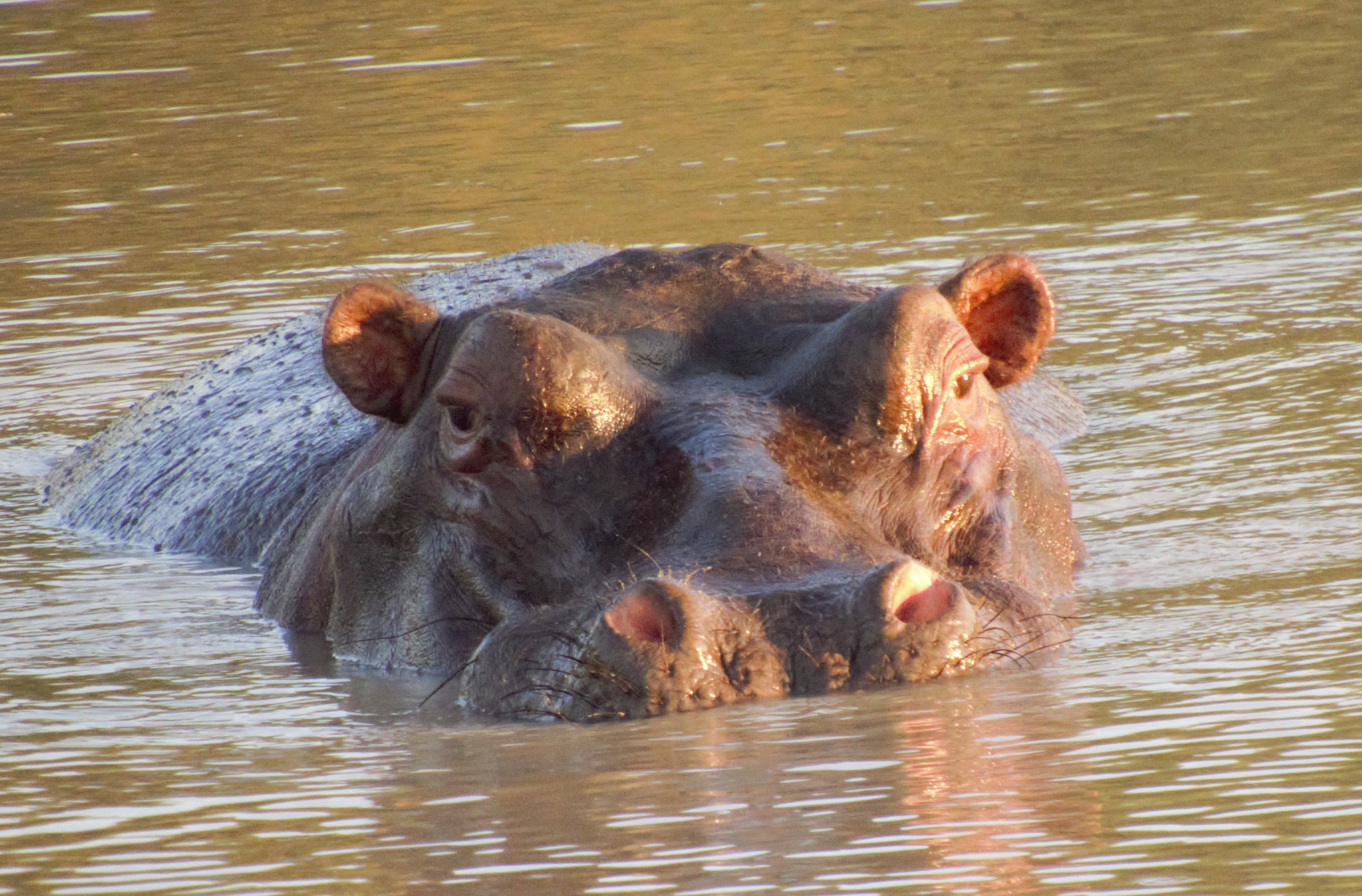 hippo 2_0192 hippo 2_0192