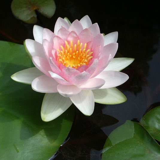 hollandia270_web