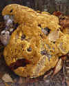 inonotus_dryadeus_NCSU_small