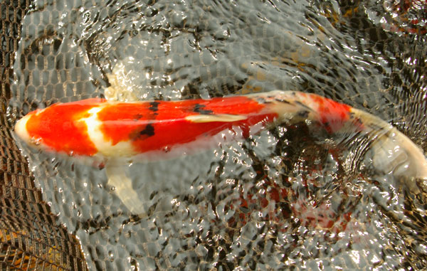 koi_2465