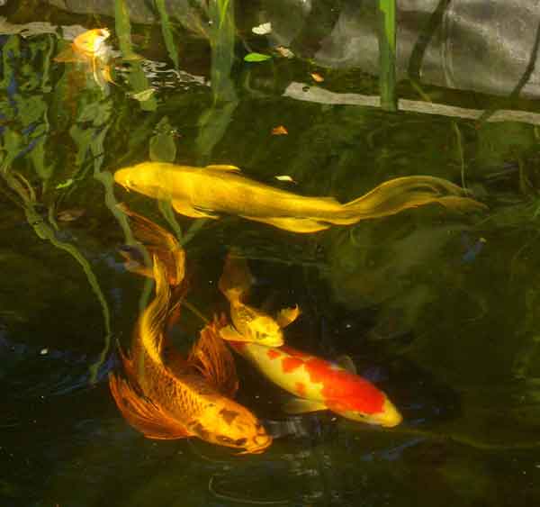 koi_3_9327_web