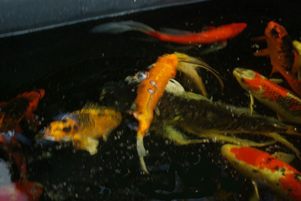 koi_5861_lowres