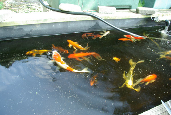 koi_5865_lowres