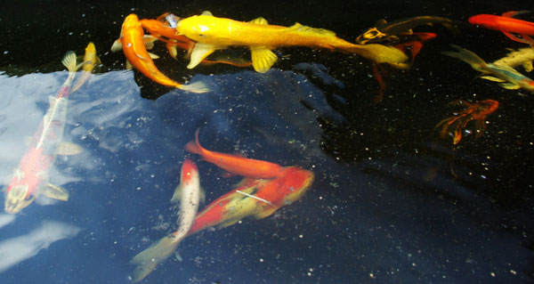 koi_5874_lowres