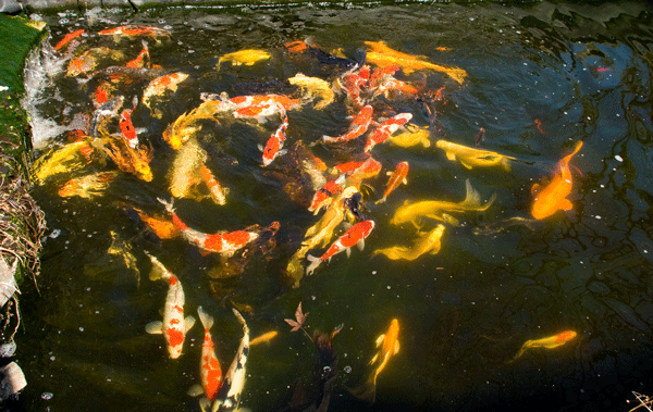 koi_auction9963lres