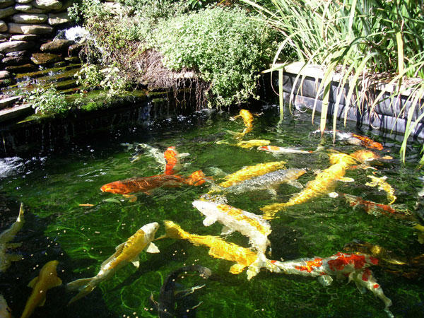 koi_fish_good_038