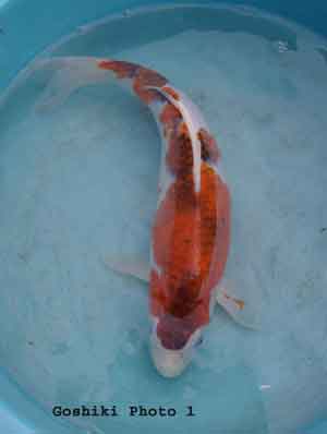 koi_goshiki_5349_web_300L