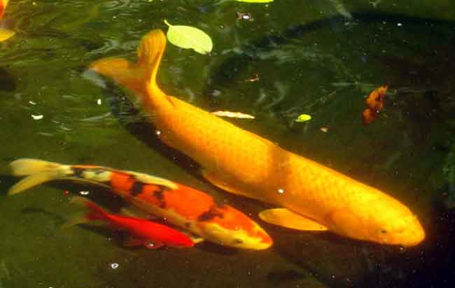 koi_mixed_9258