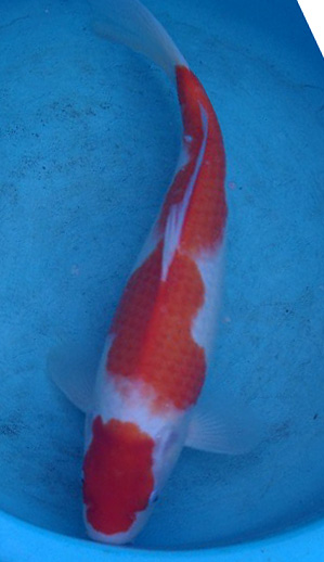kuhaku_5334