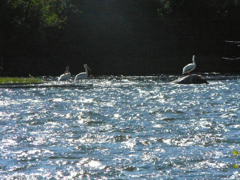 lee2_pelican