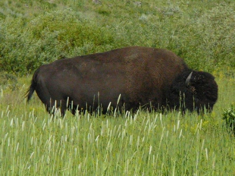 lee_buffalo2