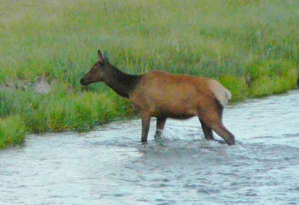 lee_mule_deer_716