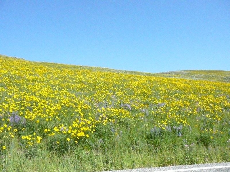 lee_yellow_flowers_699